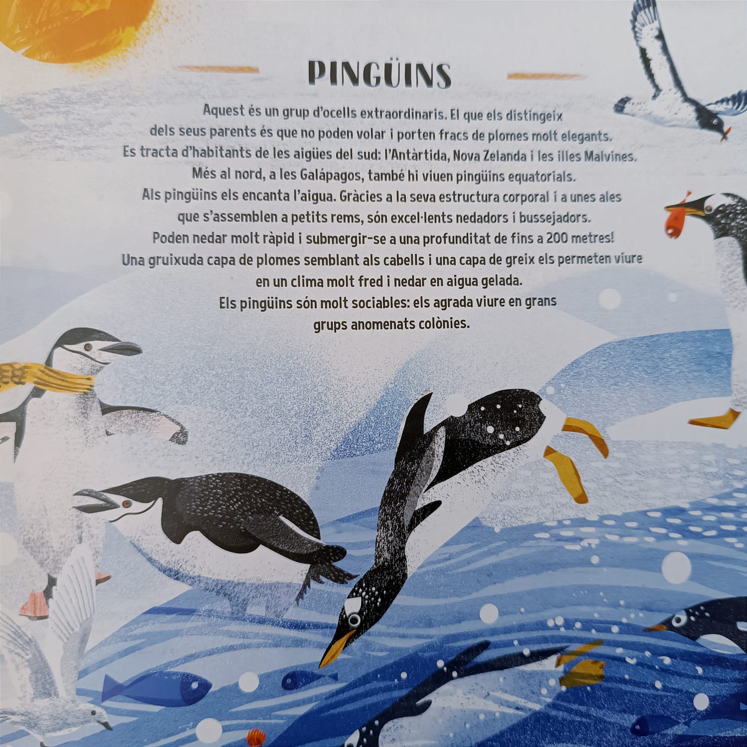 EL LLIBRE DELS OCELLS — imatge 3