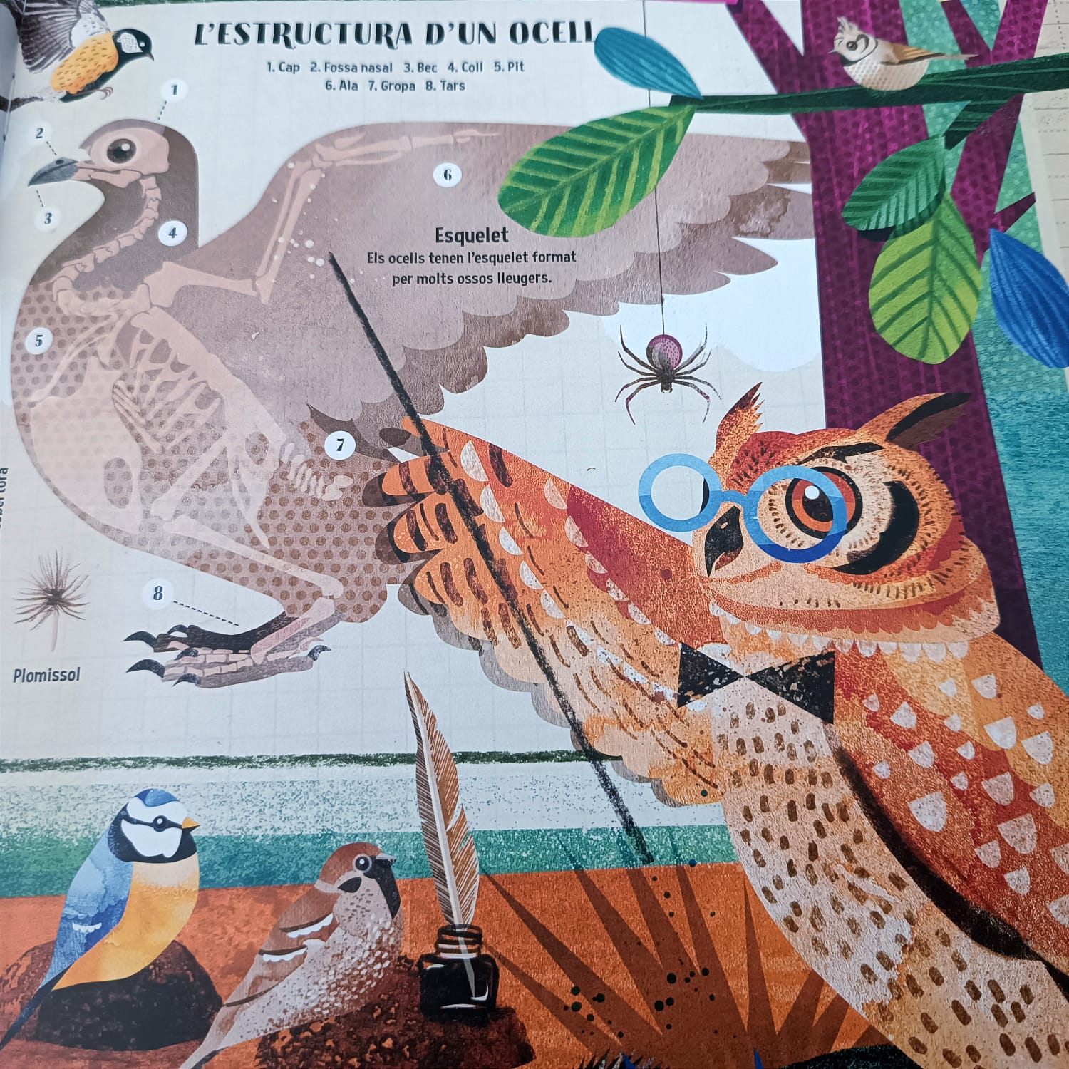 EL LLIBRE DELS OCELLS — imatge 6