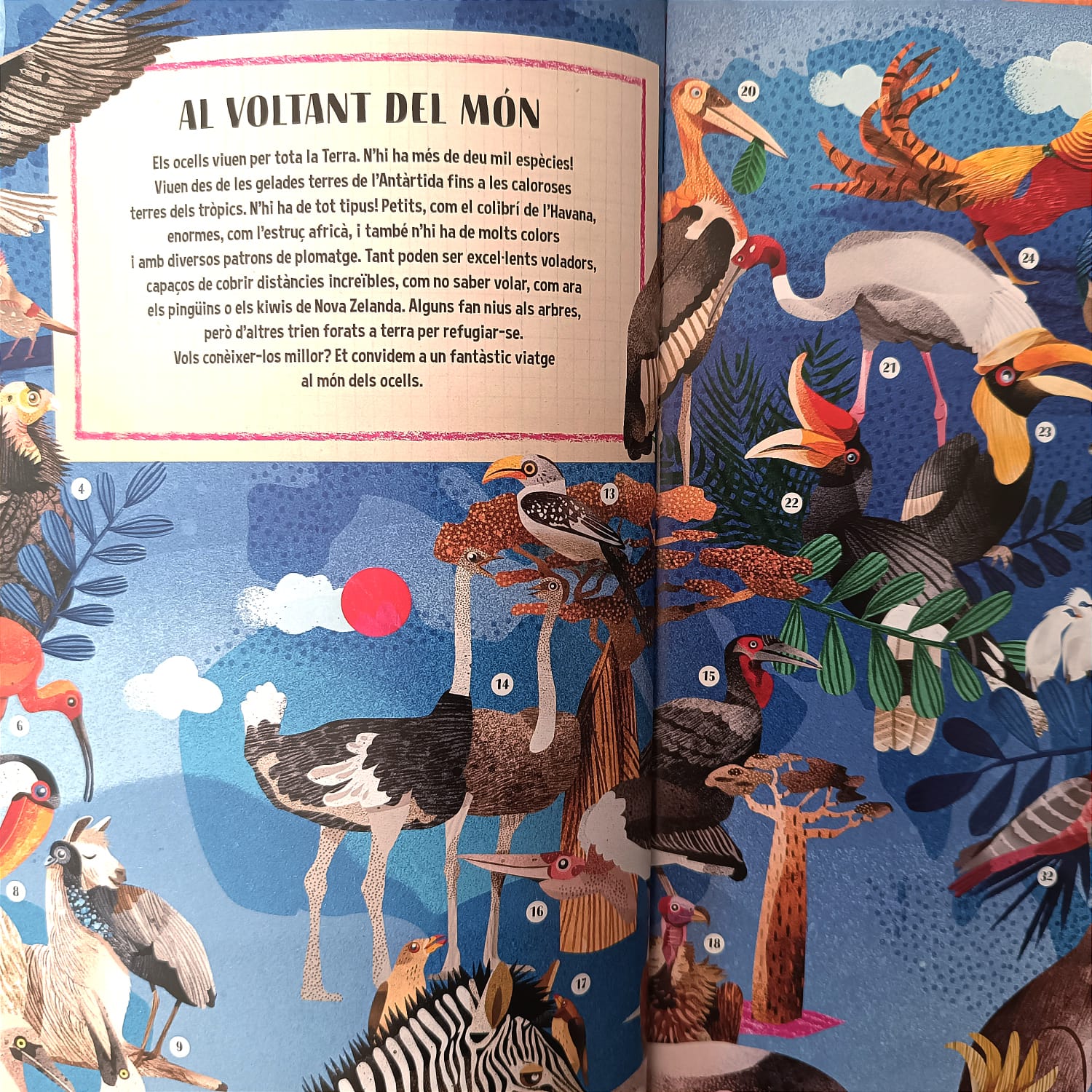EL LLIBRE DELS OCELLS — imatge 7