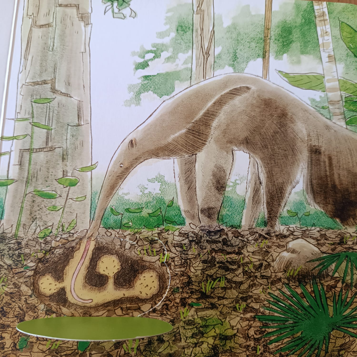 TITÓ. EXCURSIÓ A LA SELVA — imatge 4